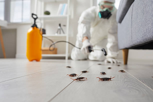 Commercial Rodent Management in Sherman